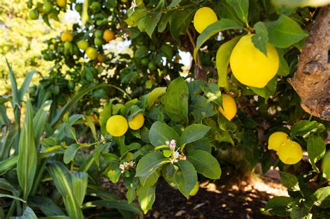 Meyer Lemon Tree Planting Care And Growing Guide Lemon Tree Plants