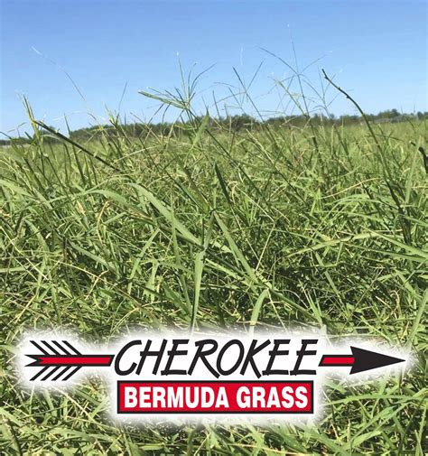 Common Bermudagrass Hulled 50 Lb Bag Ubicaciondepersonascdmxgobmx
