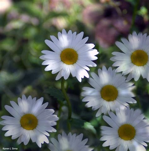 These plants tend to be resistant to rabbits as well. Shasta Daisy, deer resistant. | Deer resistant landscaping ...