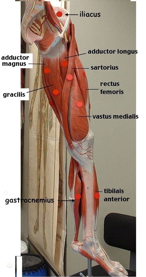 Human Leg Muscle Diagram / Diagram Illustrating Muscle Groups On Leg