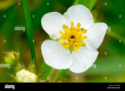 White Flower With Yellow Center And Blurred Background Stock Photo
