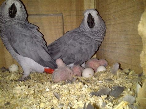 Pin On Parrots And Fertile Parrot Eggs