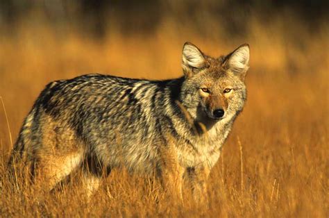 Michael chiklis stars in 'coyote,' a cbs all access thriller about a retired border patrol agent forced to work for a mexican cartel. Animal Symbolism Coyote Meaning on Whats-Your-Sign.com