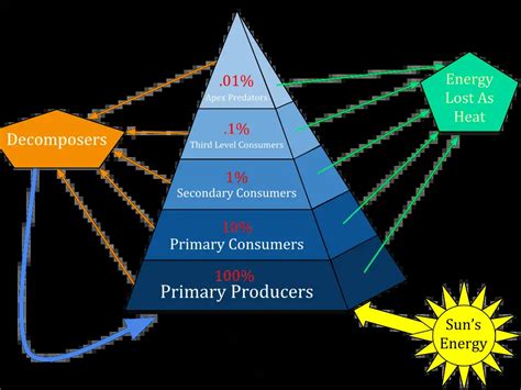 Pyramid Of Biomass How It Really Works