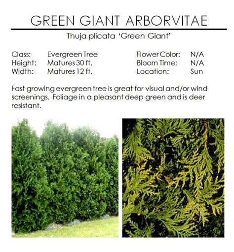 Green Giant Arborvitae — The Garden Kingdom