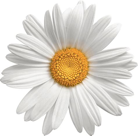 Download Hd Transparent Background Flower Daisy Png Transparent Png