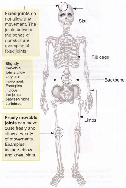 What Is The Function Of The Human Skeleton Cbse Library