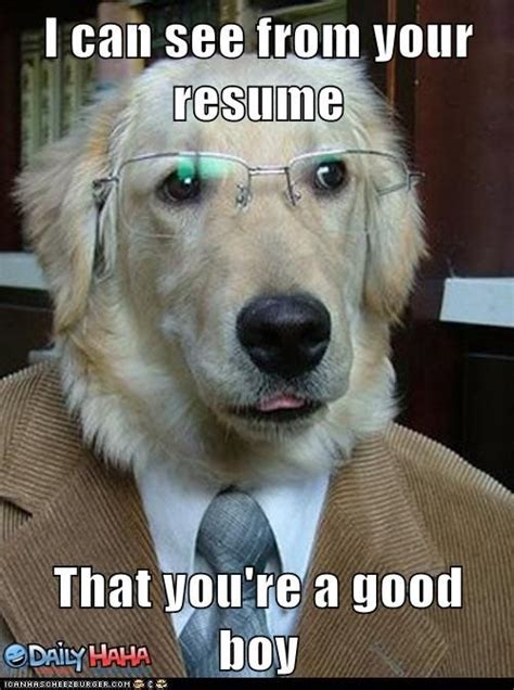 Enjoy the meme 'great job' uploaded by jesusdiedlol. 15 Dogs Who Do Your Job Better Than You - TheThings