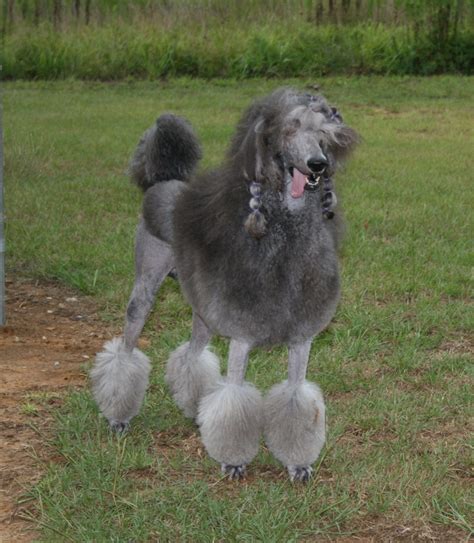 He loves eating snow and running around in it. The Dilly, Silver Standard Poodle Puppies Are Here ...