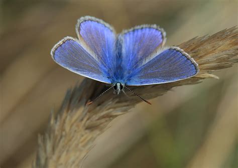 Martin Jump Wildlife Photographer The Common Blue Butterfly