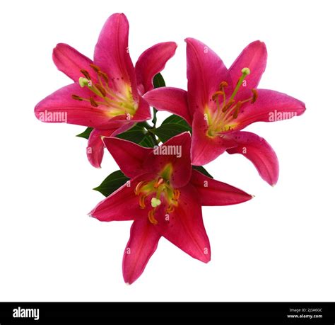 Beautiful Pink Lily Flower Bouquet Isolated On White Background Stock