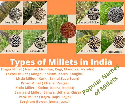 Benefits And Nutritional Value Of Millet Animas Wellness