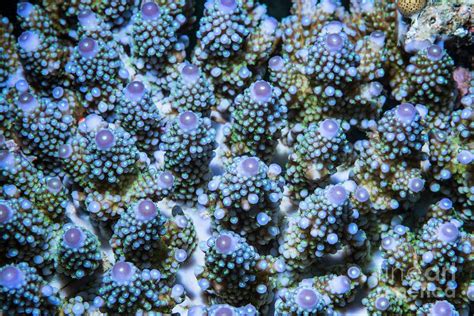 Hard Coral Photograph By Georgette Douwma Science Photo Library Pixels