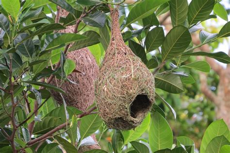 Different Types Of Nests Of Birds Images The Meta Pictures