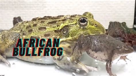 Giant African Bullfrog Eats Frogs Bullfrog Feeding Youtube