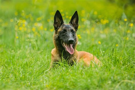 Malines), a city in belgium. Malinois Steckbrief | Geschichte, Charakter & Haltung