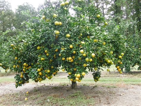 Growing fruit is one of the most efficient forms of gardening. Plant Fruit Trees for Tasty Harvest