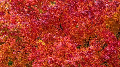 Autumn Tree Hd Wallpaper Background Image 2560x1440 Id883272