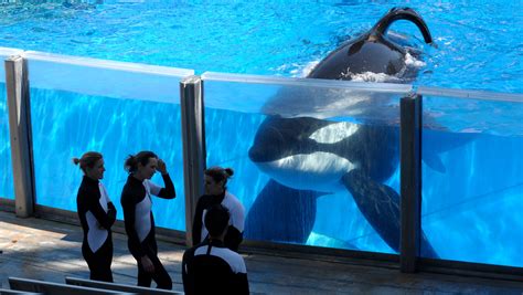 Seaworld To Phase Out Killer Whale Shows Captivity