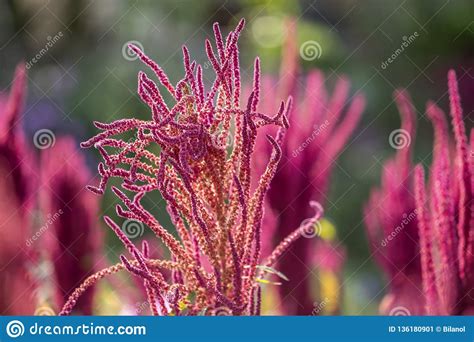 Isolated Indian Red And Green Amaranth Plant Lit By Sun On