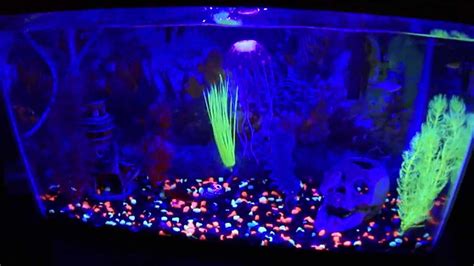 10 Gal Fish Tank With Glofish Features Youtube