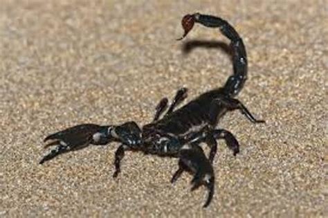10 Interesting Scorpion Facts My Interesting Facts