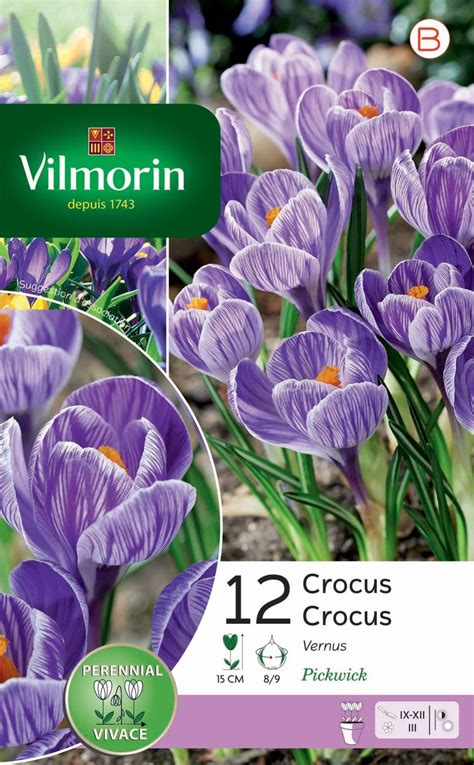 12 bulbe florale crocus vernus violet strié Leroy Merlin