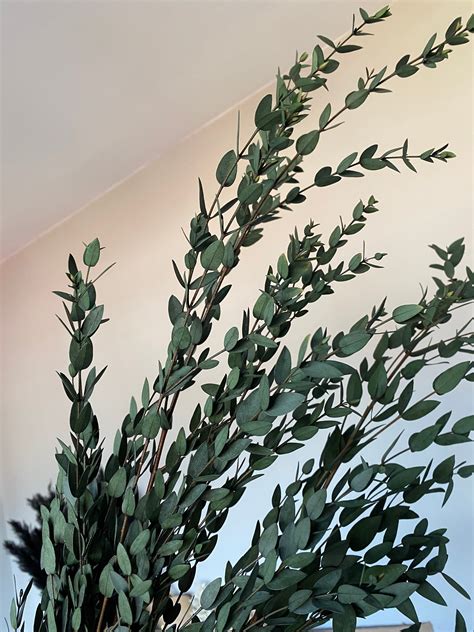Preserved Eucalyptus Parvifolia Stems | Etsy