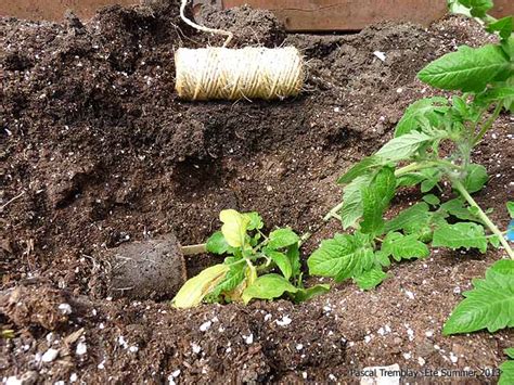 How To Plant Tomato In The Ground