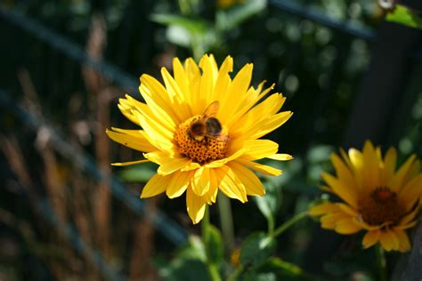 Free Images Nature Blossom Petal Bloom Summer Herb Insect