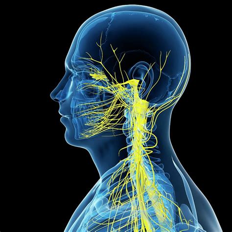 Nervous System Photograph By Scieproscience Photo Library Pixels