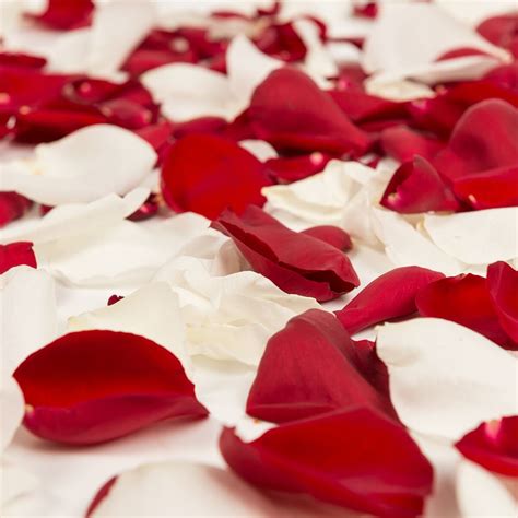 Red And White Rose Petals Approximately 3000 Units Fresh Cut Flowers