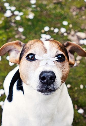 Each of our doctors has experience of working with animals for at least 7 years. Cat & Dog Allergies in Centennial, CO | Festival Animal Clinic