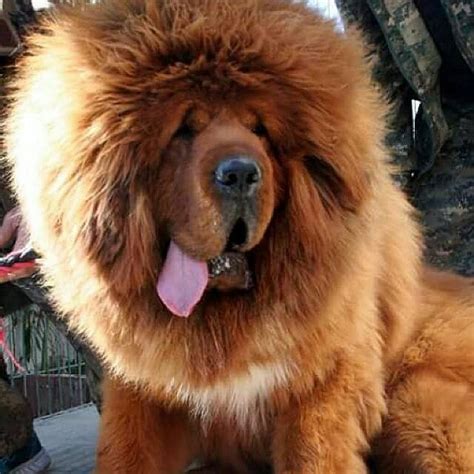 Tibetan Mastiff The Most Expensive Dogs In The World I Chinese Bear Dog