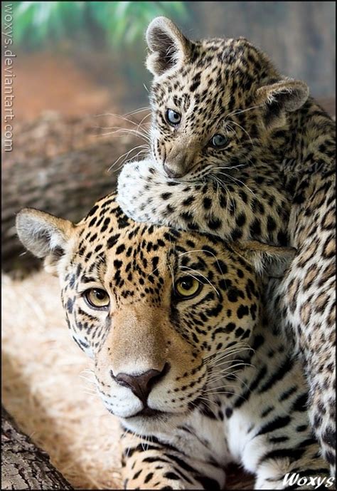 Jaguar Mother And Cub By Woxys Animals Pinterest