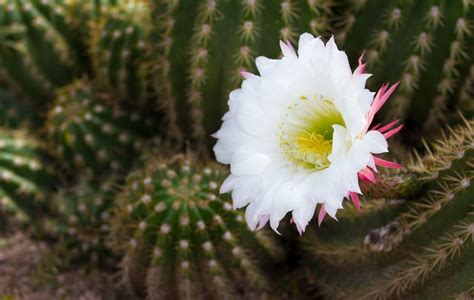 Cactus Full Hd Wallpaper And Background Image 2048x1300 Id562153