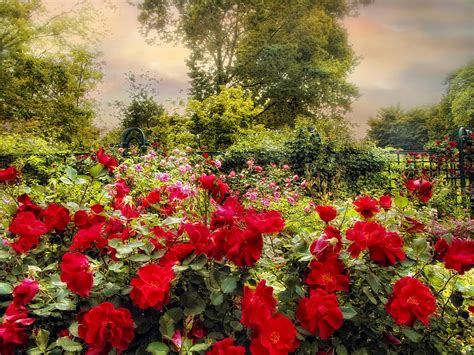 Red Rose Garden Photograph By Jessica Jenney Pixels