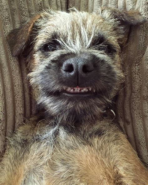 Science Confirms For Border Terriers Their Humans Are