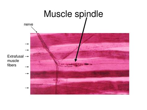 Ppt Today Role Of Calcium Muscle Fiber Membrane Potential And Contraction Neural Control Of