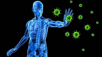 Immune System Facts Amazing Health