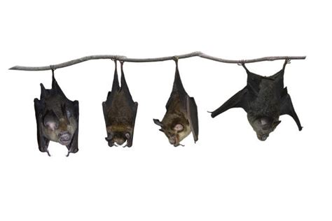 Bat Hanging Upside Down Stock Photos Pictures And Royalty Free Images