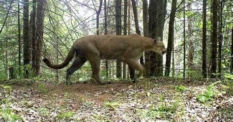 Cougar Found Dead In Upper Peninsula