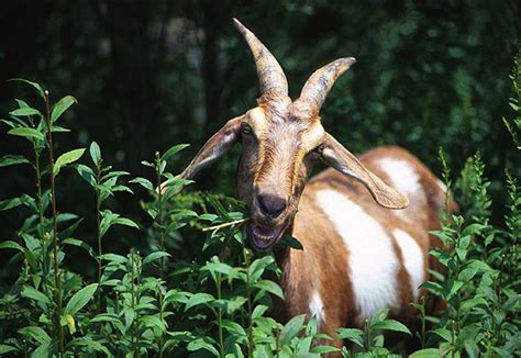 Fighting Americas Invasive Plants Eco Goats To The Rescue Good News