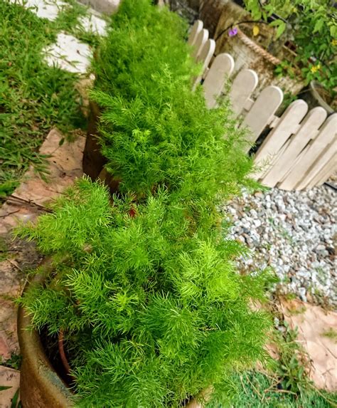 Sempat juga beliau berkongsi beberapa petua penjagaan tanaman itu jika berdepan dengan keadaan cuaca tidak menentu. laman impianku...: Tips Penjagaan pokok asparagus hiasan