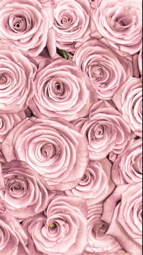 Khám Phá Với Hơn 95 Hình Nền Rose Cute Hay Nhất Poppy