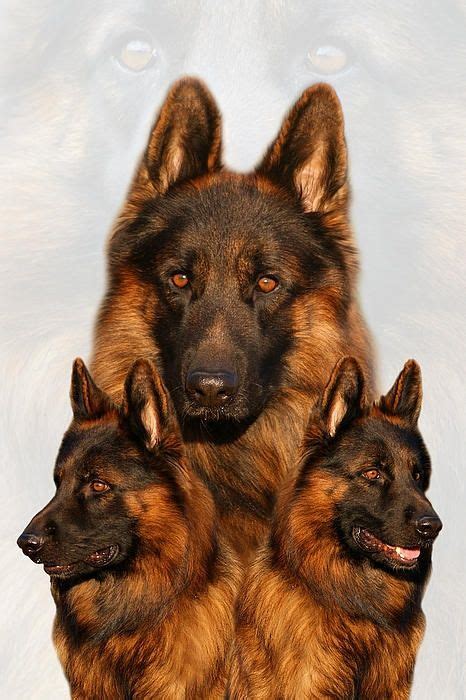 Akc german shepherd pups,schutzhund champ pedigree,all black,black and red,black and tan. Collage of a long coated German Shepherd Dog | German shepherd chihuahua mix, German shepherd ...