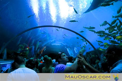 Georgia Aquarium Um Tour Pelos Bastidores Do Maior Aquário Do Mundo