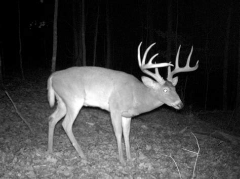 They are used by just about every serious hunter and deer manager i know and they're probably the most important advancement in deer hunting equipment since the compound bow. Trail Cam & Photos