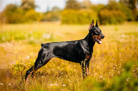 Doberman Mixes Pupvine