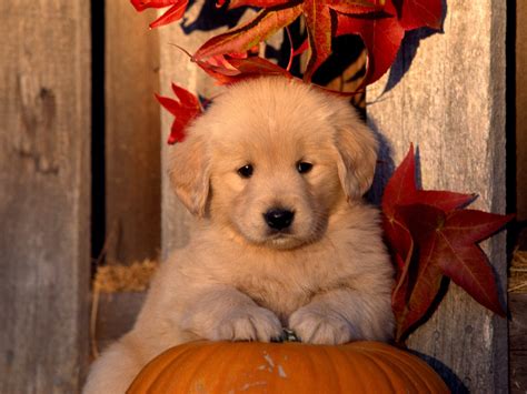 Hogyan keressünk? Mit tegyünk? - Golden retriever kölyök ...